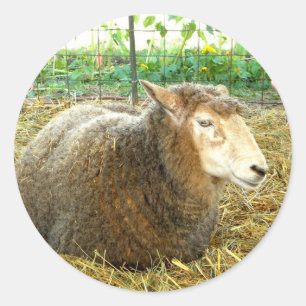 Fluffy Sheep Classic Round Sticker