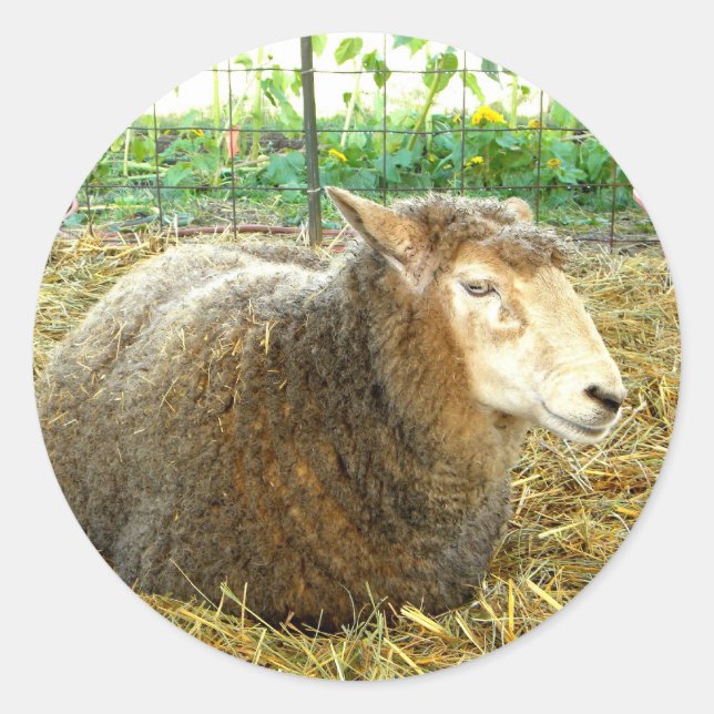 Fluffy Sheep Classic Round Sticker (Front)