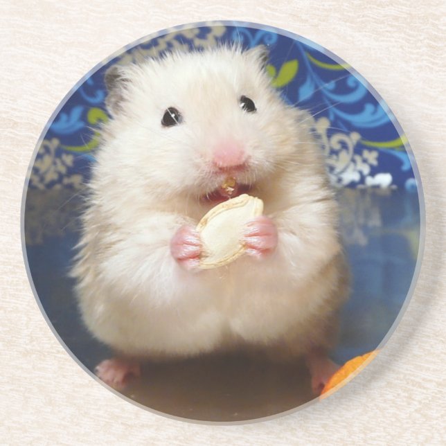 Fluffy syrian hamster Kokolinka eating a seed Coaster (Front)