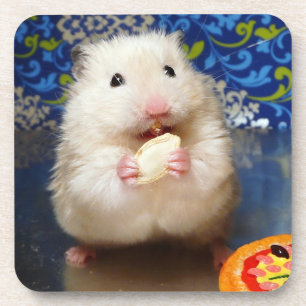 Fluffy syrian hamster Kokolinka eating a seed Coaster