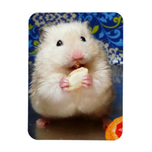 Fluffy syrian hamster Kokolinka eating a seed Magnet