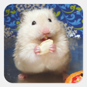 Fluffy syrian hamster Kokolinka eating a seed Square Sticker