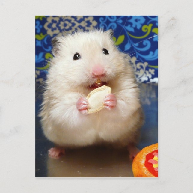Fluffy Syrian Hamster Kokolinka Postcard (Front)