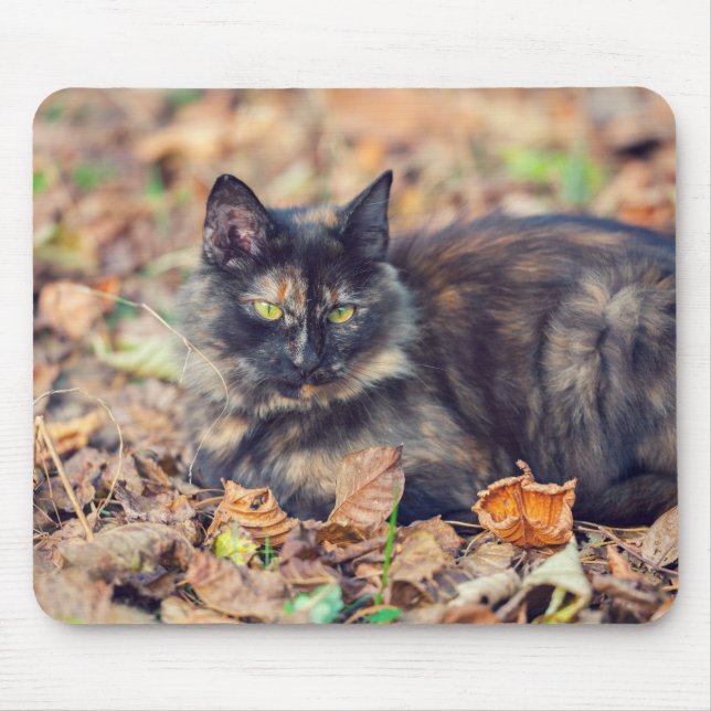Fluffy Tortoiseshell Kitty in Autumn Mouse Mat (Front)