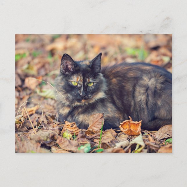 Fluffy Tortoiseshell Kitty in Autumn Postcard (Front)