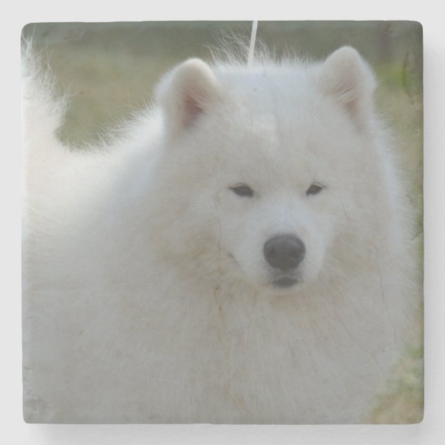 Fluffy White American Eskimo Dog Stone Coaster (Front)