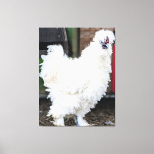 Fluffy White Chicken Outdoors Canvas Print