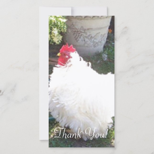 Fluffy White Chicken Thank You Card (Front)