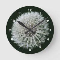 Fluffy White Dandelion Flower