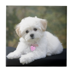 Fluffy White Dog Tile