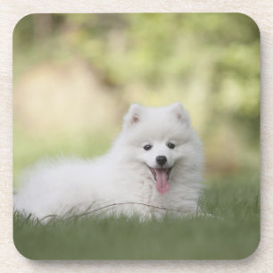 Fluffy White Keeshond Puppy Coaster