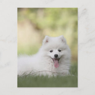 Fluffy White Keeshond Puppy Postcard
