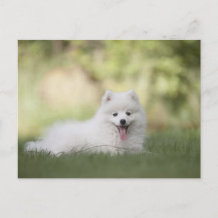 Fluffy White Keeshond Puppy Postcard