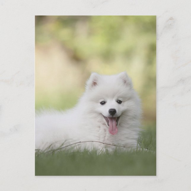 Fluffy White Keeshond Puppy Postcard (Front)