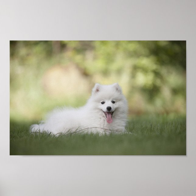 Fluffy White Keeshond Puppy Poster (Front)
