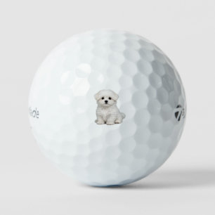 Fluffy White Maltese Puppy Portrait Cute Dog Lover Golf Balls