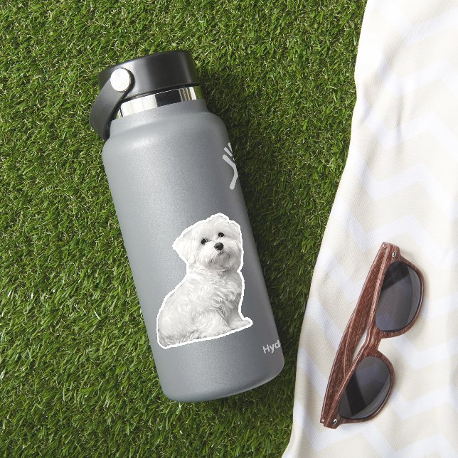 Fluffy White Maltese Puppy Sitting (HydroFlask Insitu)