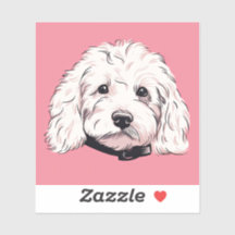 Fluffy White Maltipoo Dog Face Square