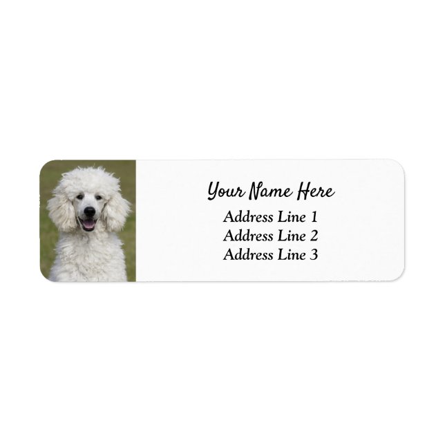Fluffy White Poodle Puppy Dog Return Address Label (Front)