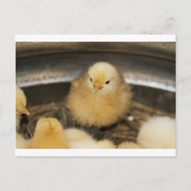 Fluffy Yellow Baby Chick Postcard (Front)