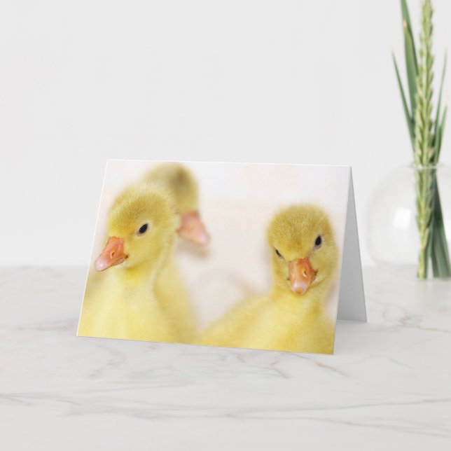 Fluffy Yellow Ducklings Holiday Card (Front)