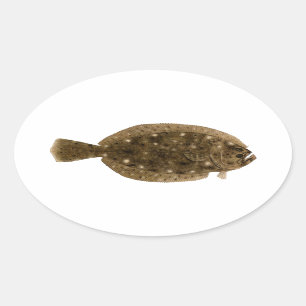 Fluke - Summer Flounder Oval Sticker