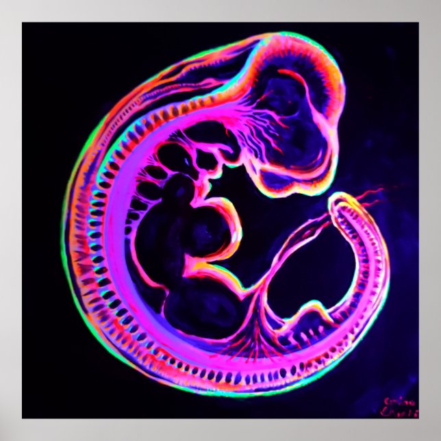 Fluorescent embryo glowing in the dark poster (Front)