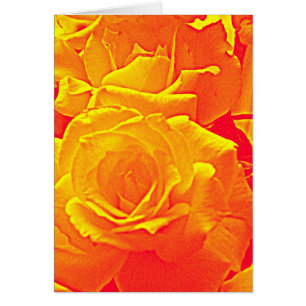 fluorescent rose orange