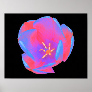 Fluorescent Tulip Poster