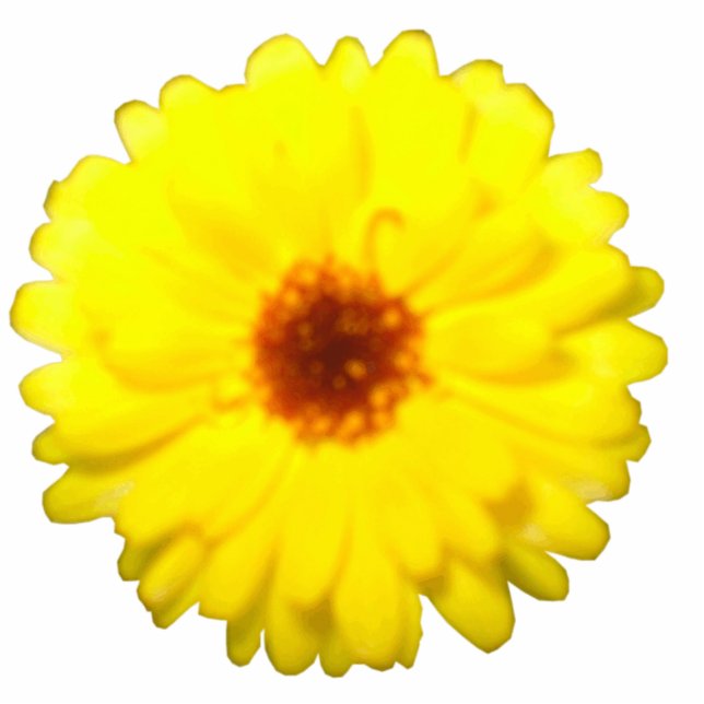 Fluorescent Yellow Marigold Photo Sculpture (Front)