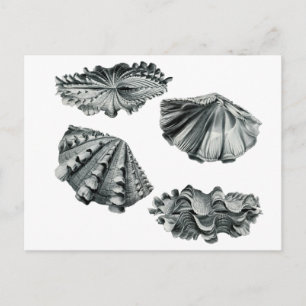 Fluted Giant Clam Postcard