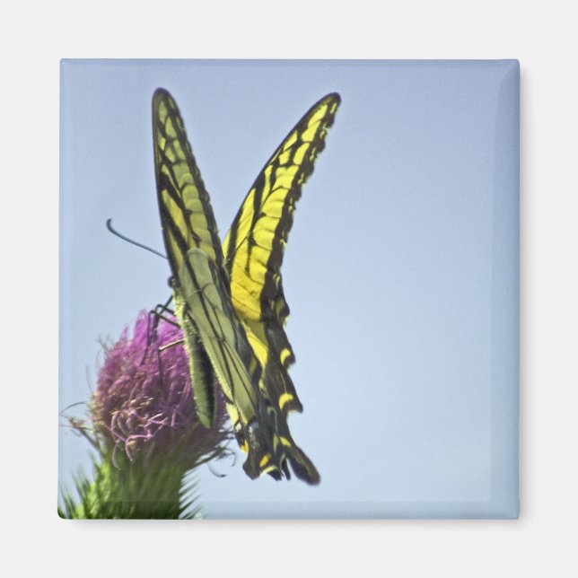 Flutter Magnet (Front)