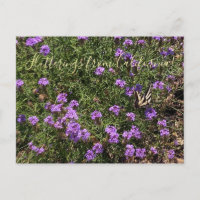 Flutterings from California: De La Mina Verbena Po