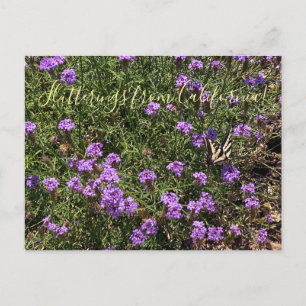Flutterings from California: De La Mina Verbena Postcard