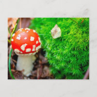 Fly agaric mushroom