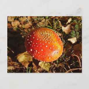 Fly Agaric Mushroom Postcard