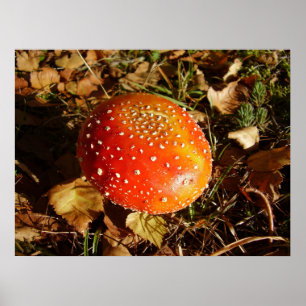 Fly Agaric Mushroom Poster