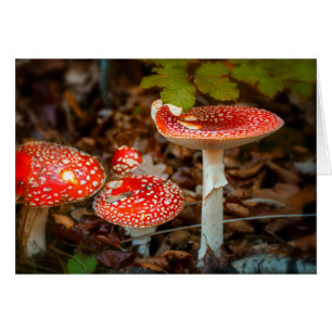Fly agaric mushrooms