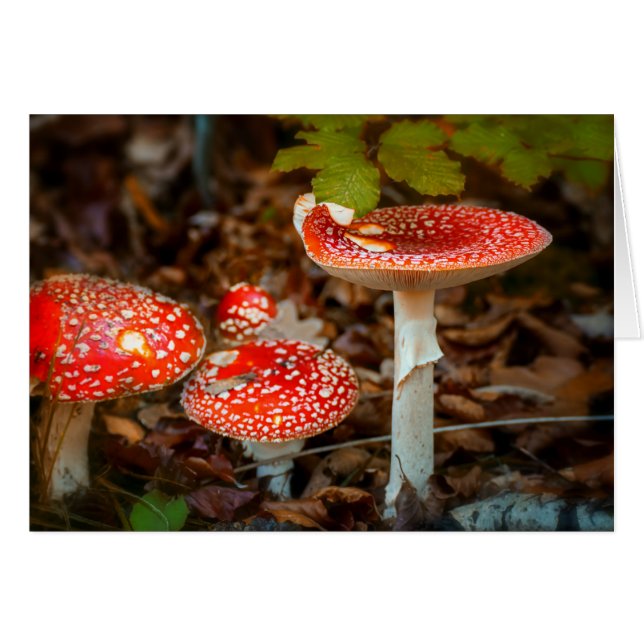 Fly agaric mushrooms (Front Horizontal)