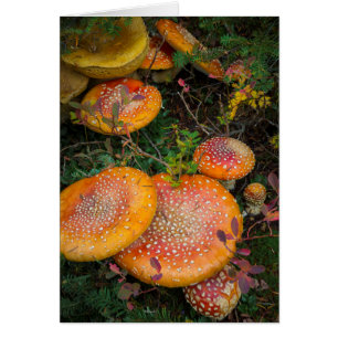 Fly agaric mushrooms at Mowich Lake
