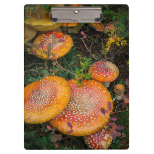 Fly agaric mushrooms at Mowich Lake Clipboard