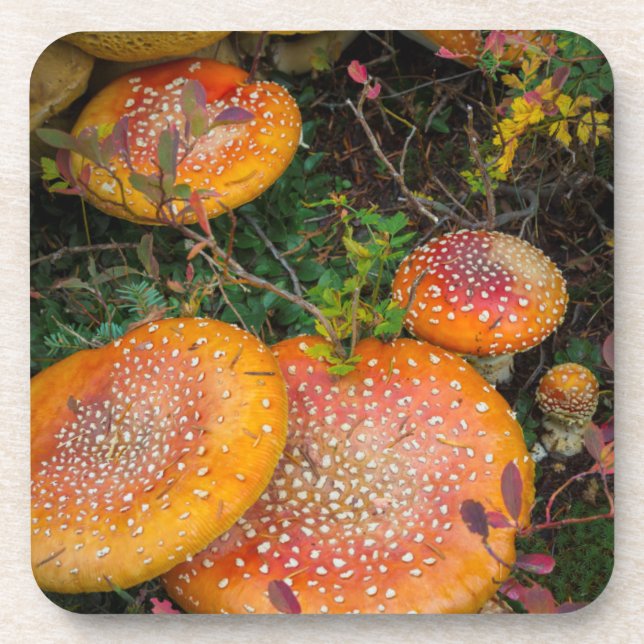 Fly agaric mushrooms at Mowich Lake Coaster (Front)