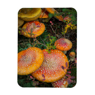 Fly agaric mushrooms at Mowich Lake Magnet