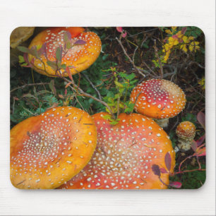 Fly agaric mushrooms at Mowich Lake Mouse Mat