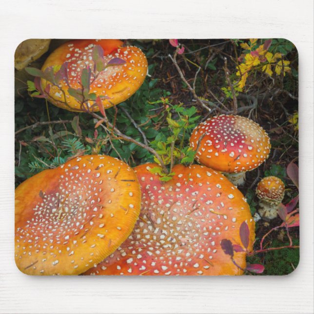 Fly agaric mushrooms at Mowich Lake Mouse Mat (Front)