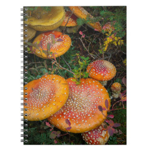 Fly agaric mushrooms at Mowich Lake Notebook