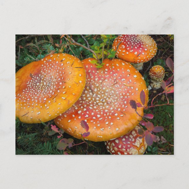 Fly agaric mushrooms at Mowich Lake Postcard (Front)