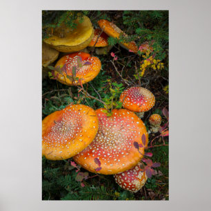 Fly agaric mushrooms at Mowich Lake Poster