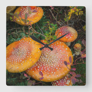 Fly agaric mushrooms at Mowich Lake Square Wall Clock