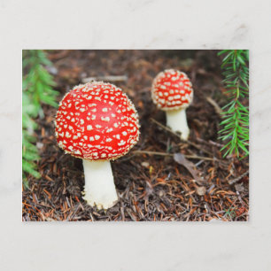 Fly agaric mushrooms postcard